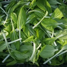 Bio Pak choi - 150g/cs